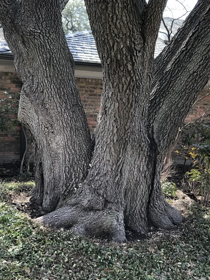 Mature heritage tree close to a Heppner property cared for by certified arborists